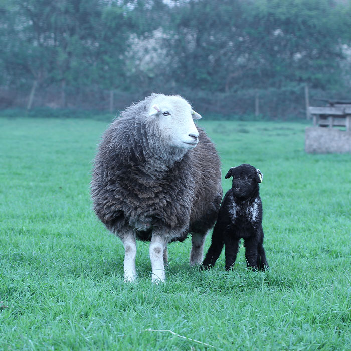 Sheep and lamb at the farm.