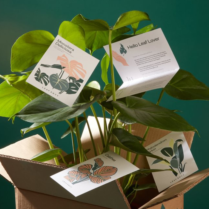 Our range of eco paper postcards displayed in a plant.