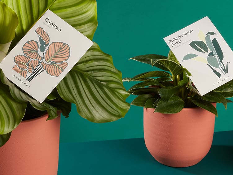 Leaf Envy goes green(er)